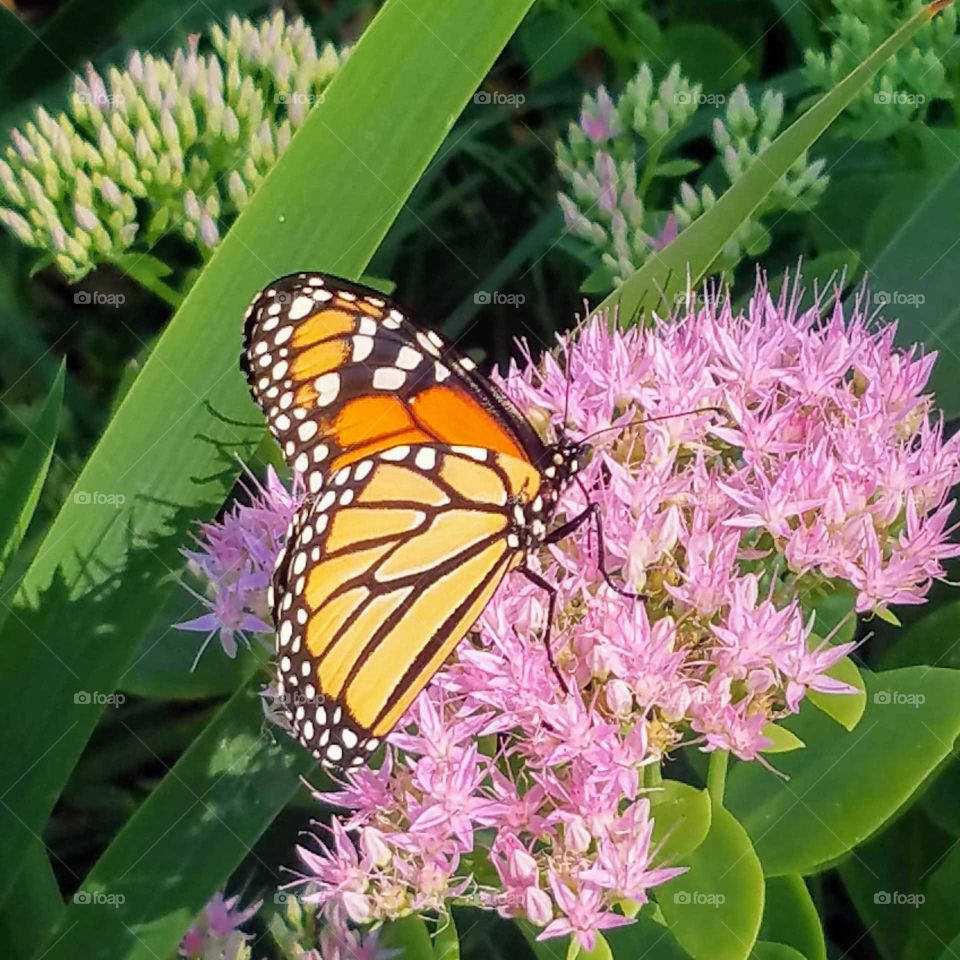 Monarch Butterfly collecting pollen from a small pink flower