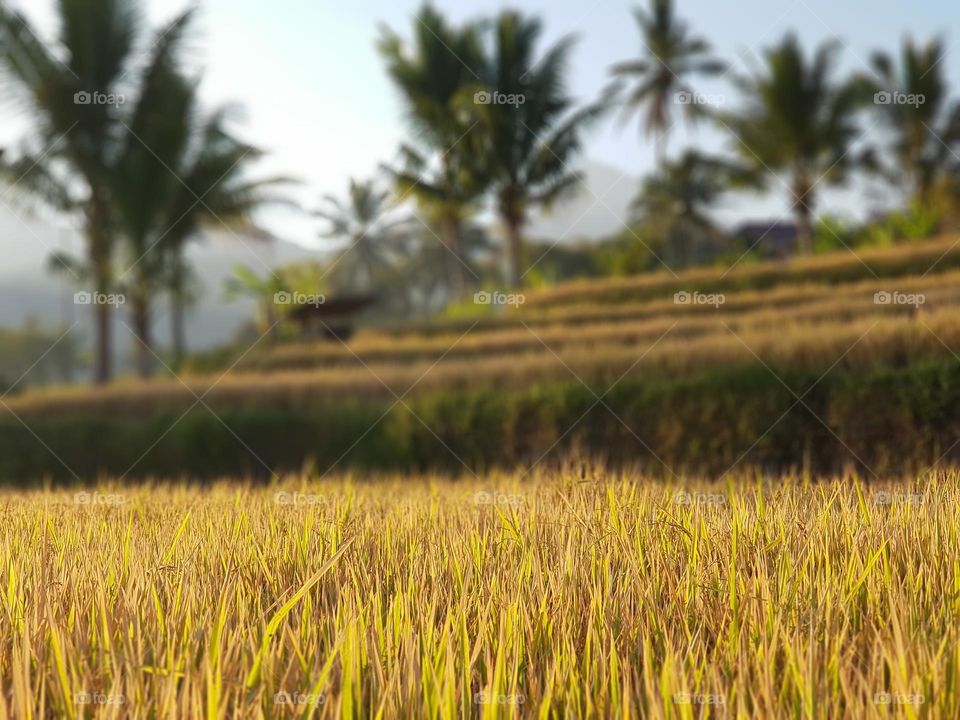 Golden paddy field in Munduk Bali