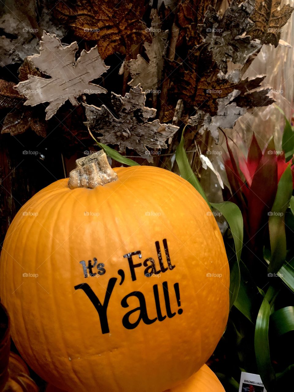 It’s Fall Y’all 