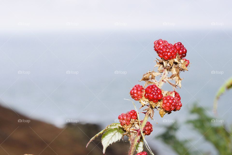 Close up of red berries growth and blurred background of the country and sea. Looks really shiny and yum