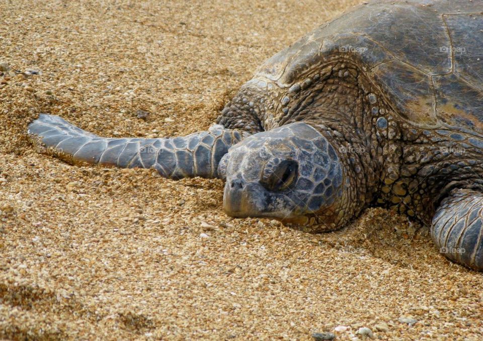 Sea turtle lying in the sand