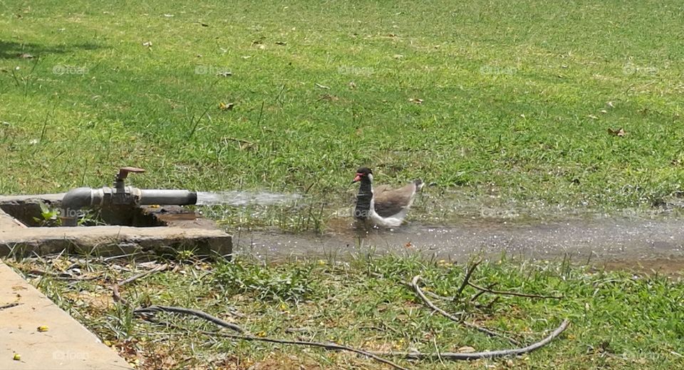 Bird bathing in  water on a hot summer day