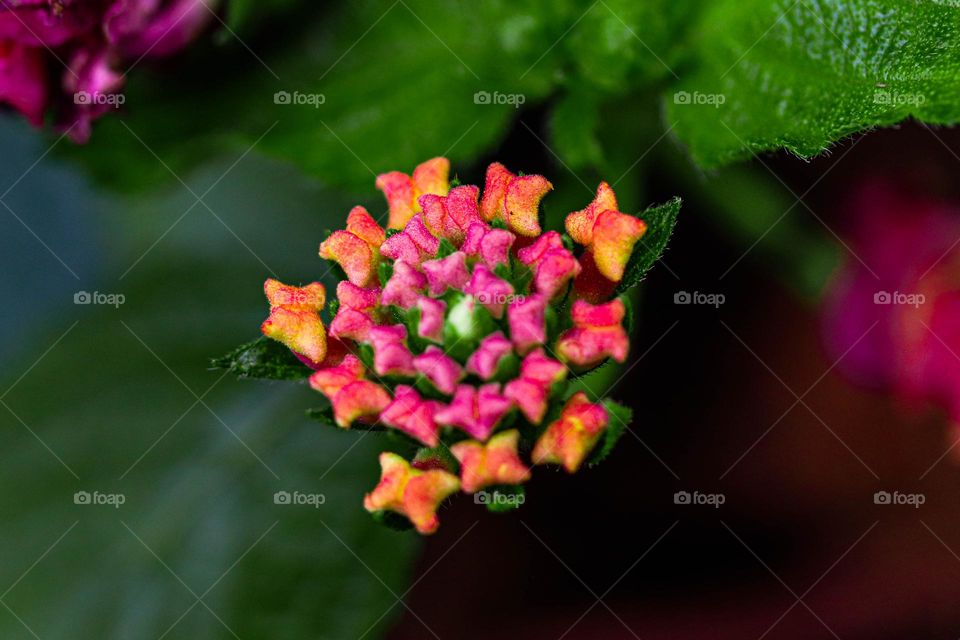 Lantana Flower