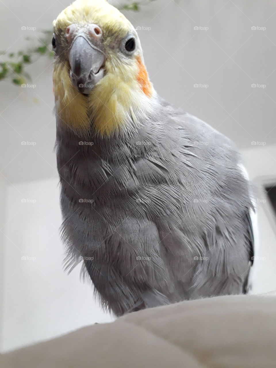 parrot parakeet funny zoom grey giant curious beak bird cockatoo