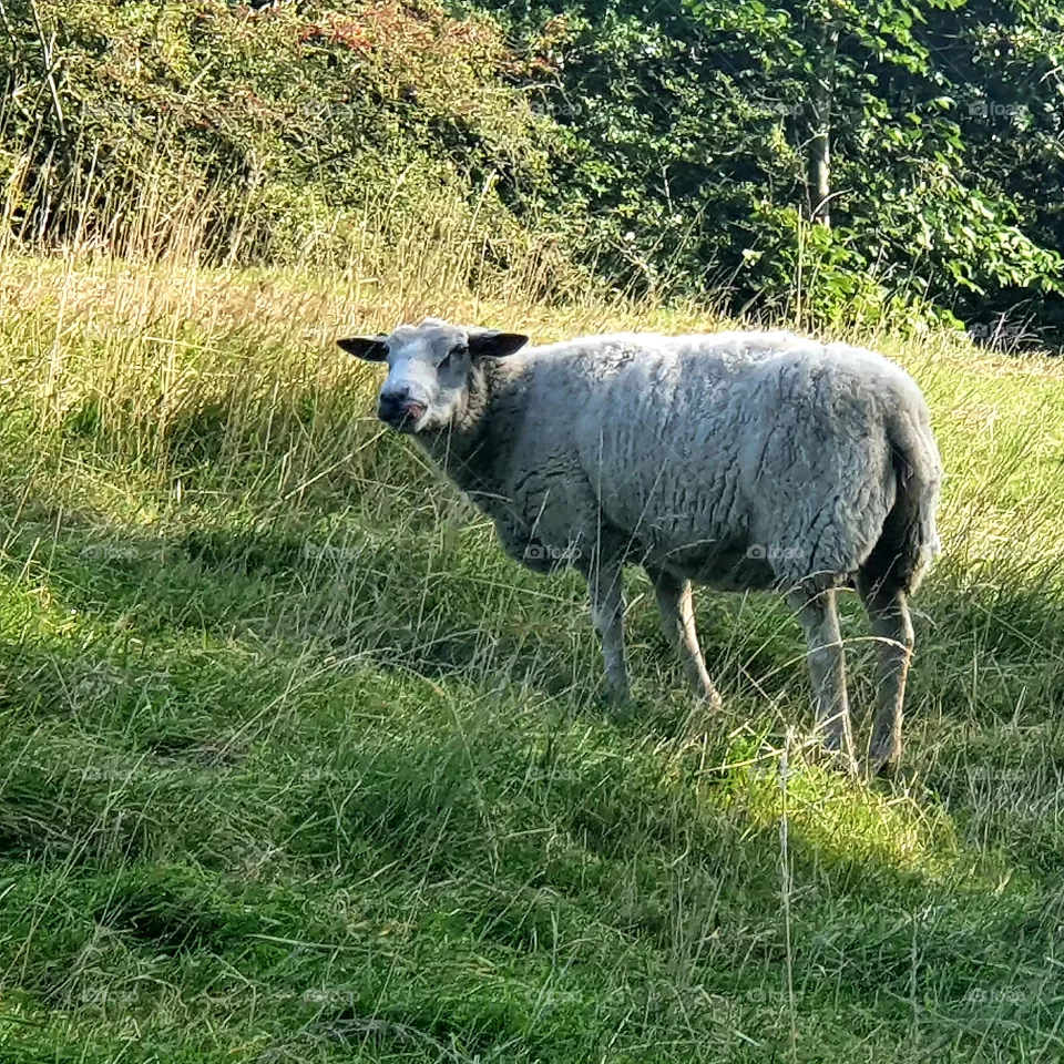 A sheep in the shade of the pasture.