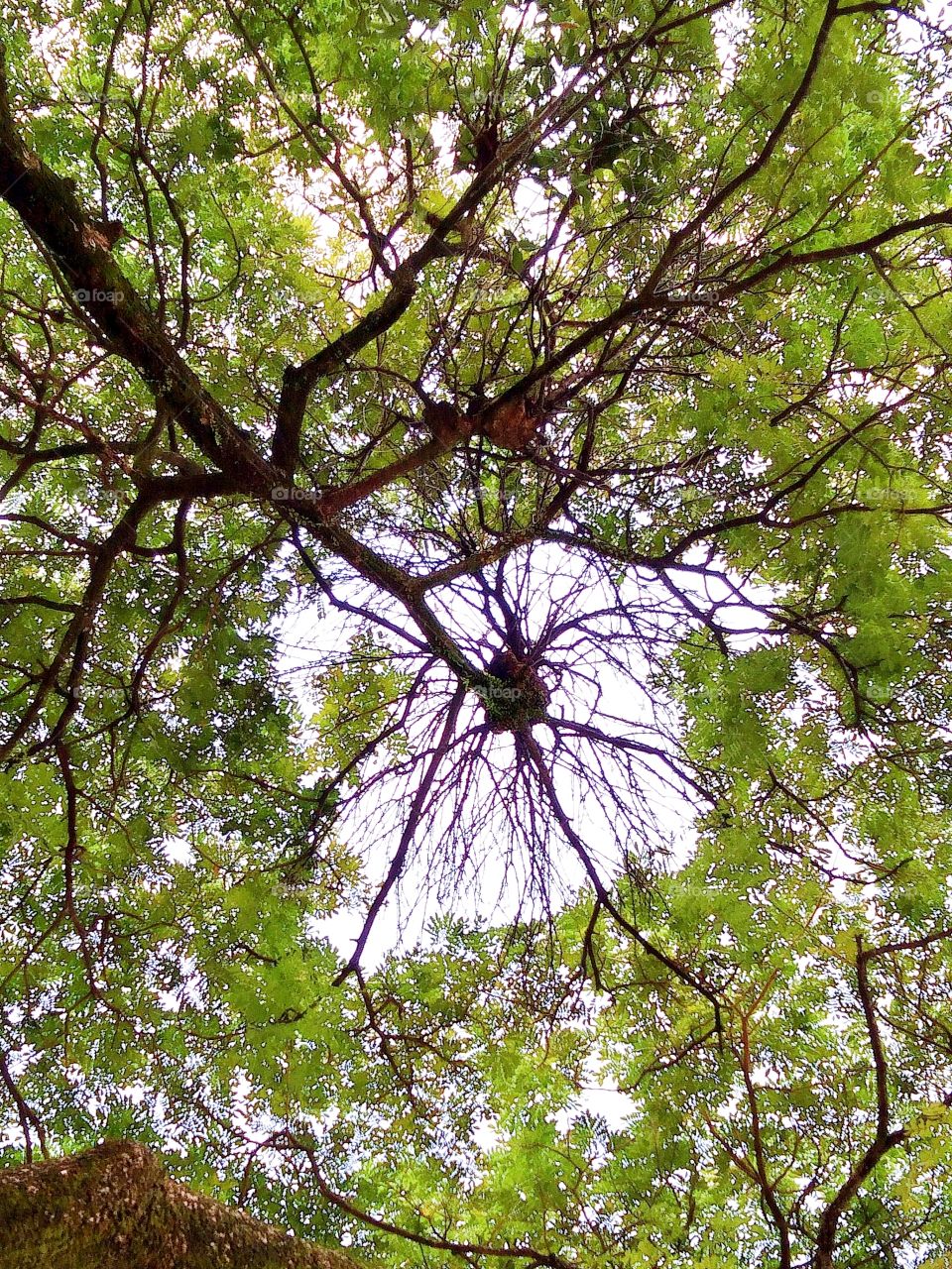 Skylight of the tree.