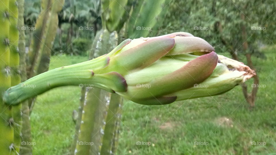 CACTUS, CACTO, KAKTUS BAUM.