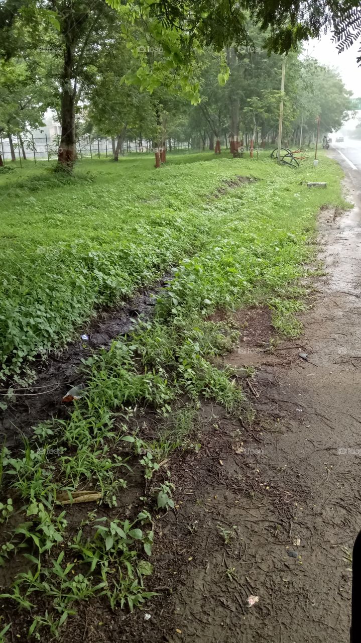 Green area in monsoon
