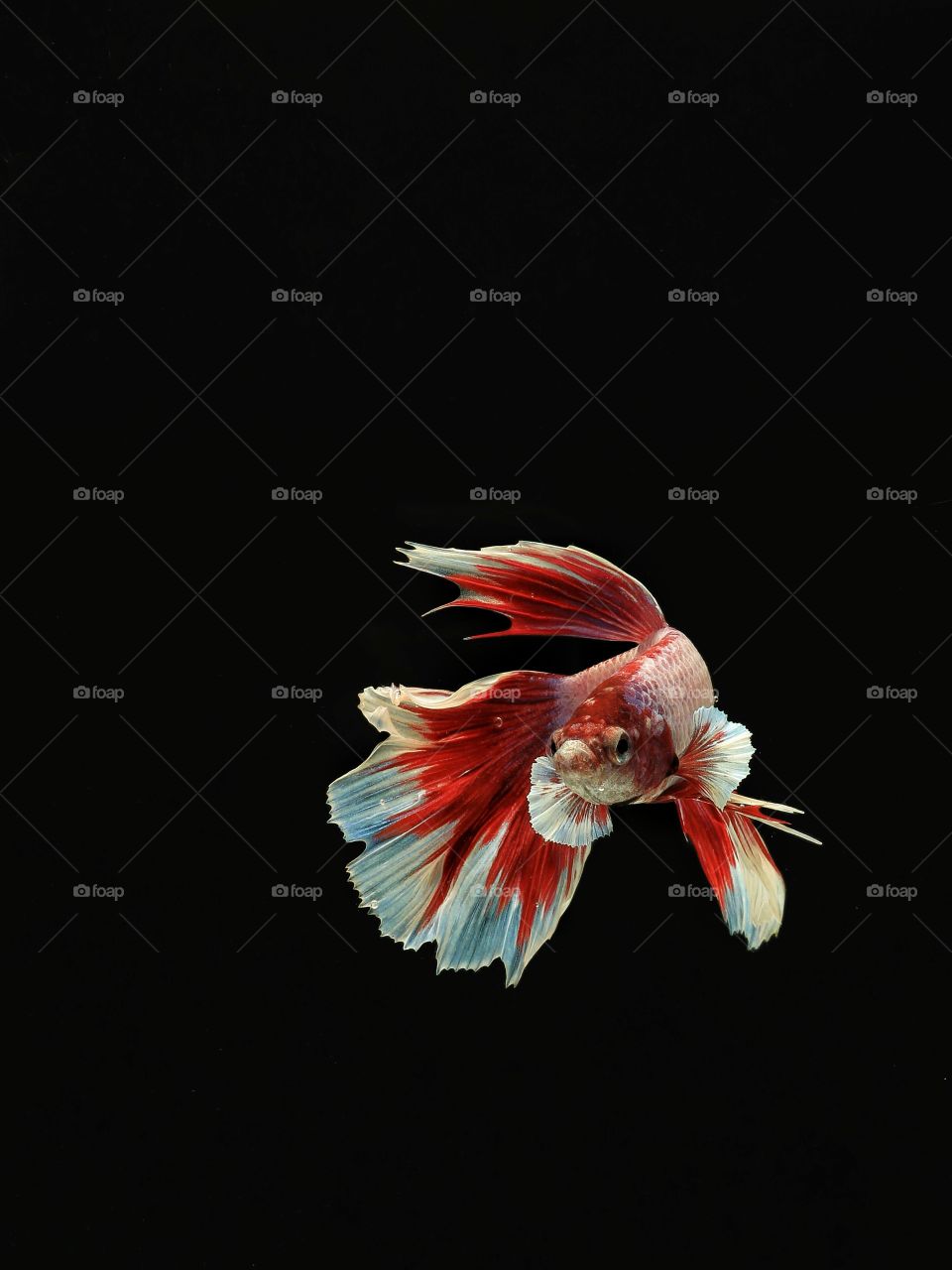 EXOTIC POSE
HALFMOON BETTAFISH
STRIGHT TO THE FACE
WITH BLACK OR DARK BACKGROUND THE COLOUR IS ALL OUT
