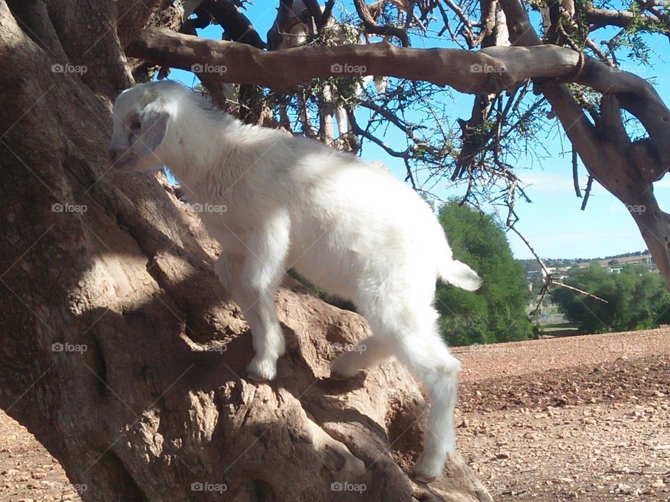 A beautiful lamb on Argania spinosa tree at essaouira in Morocco.