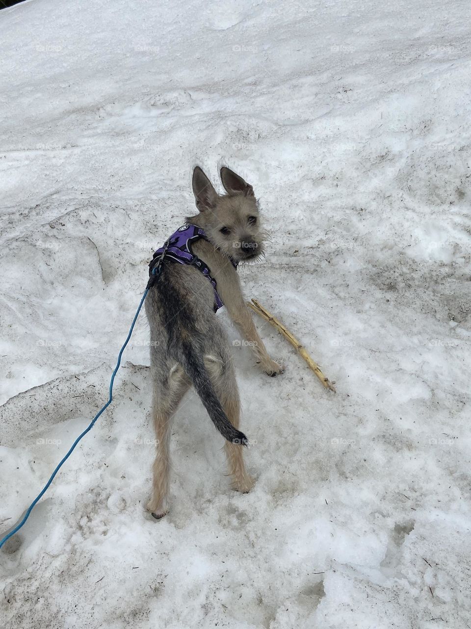 Climbing snow at the pass