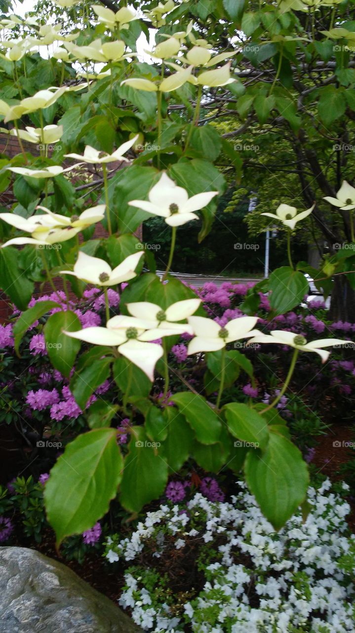 spring. flowers. beauty. butterflies