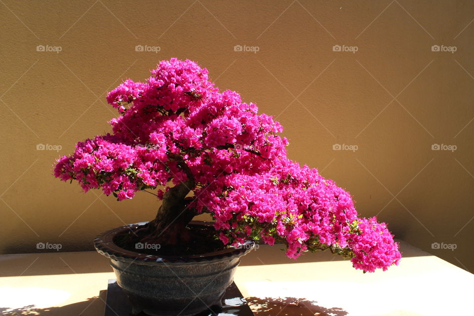 azalia bonsai