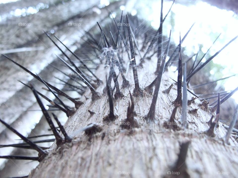 tree needles