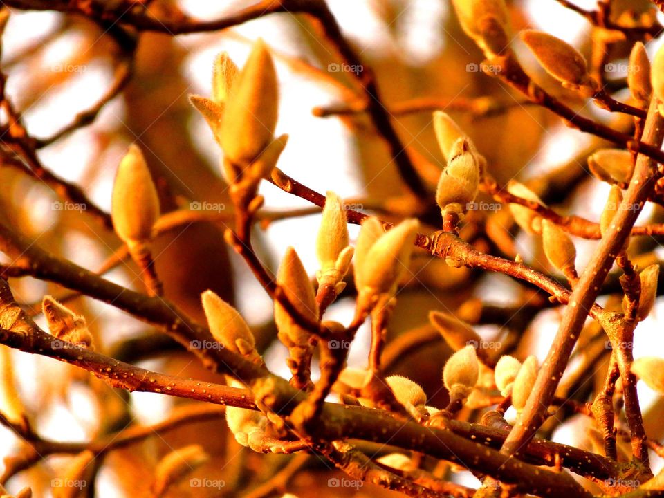 Autumn buds