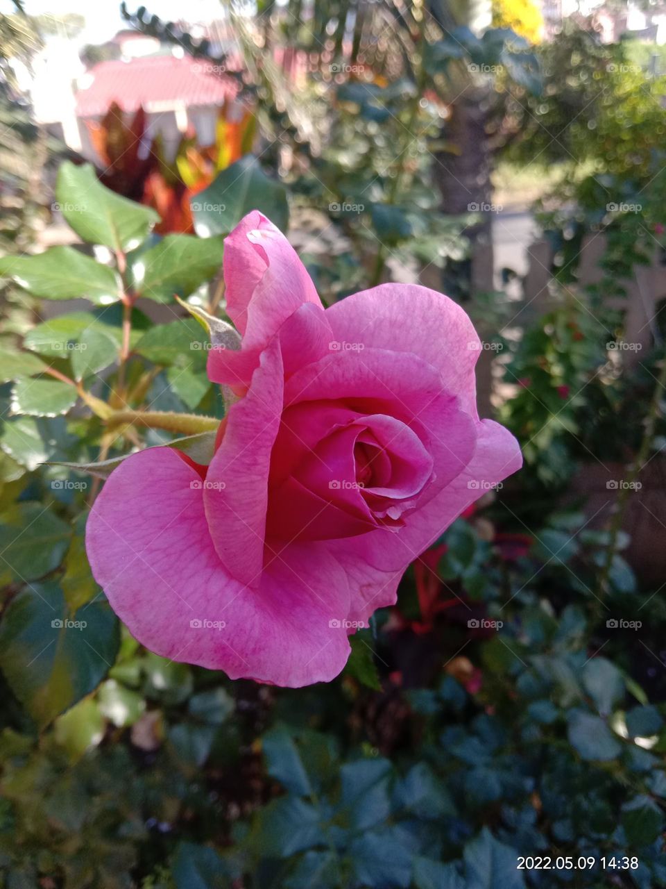 Pink Rose 1