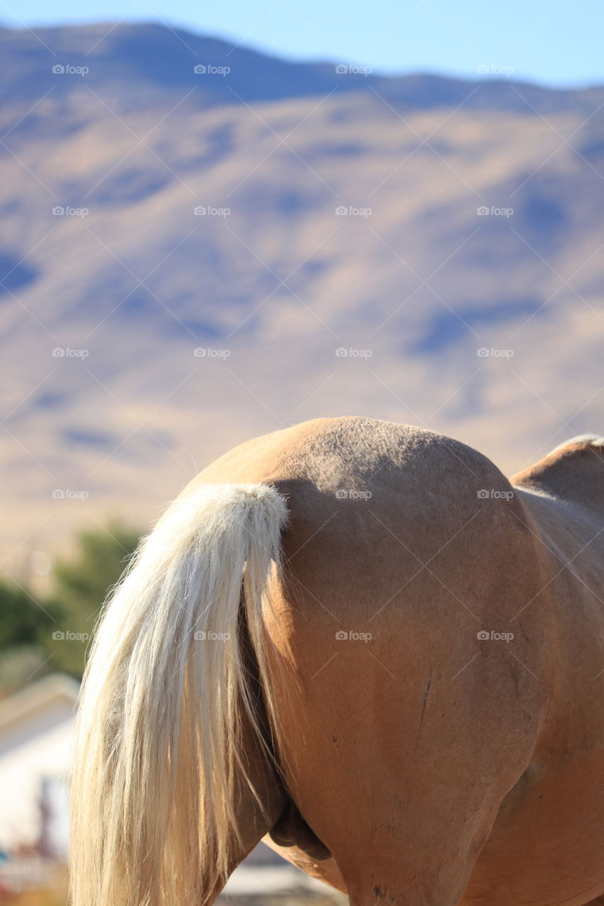 Wild Palomino cross Mustang, Sierra Nevada Mountains, backside and blonde tail 