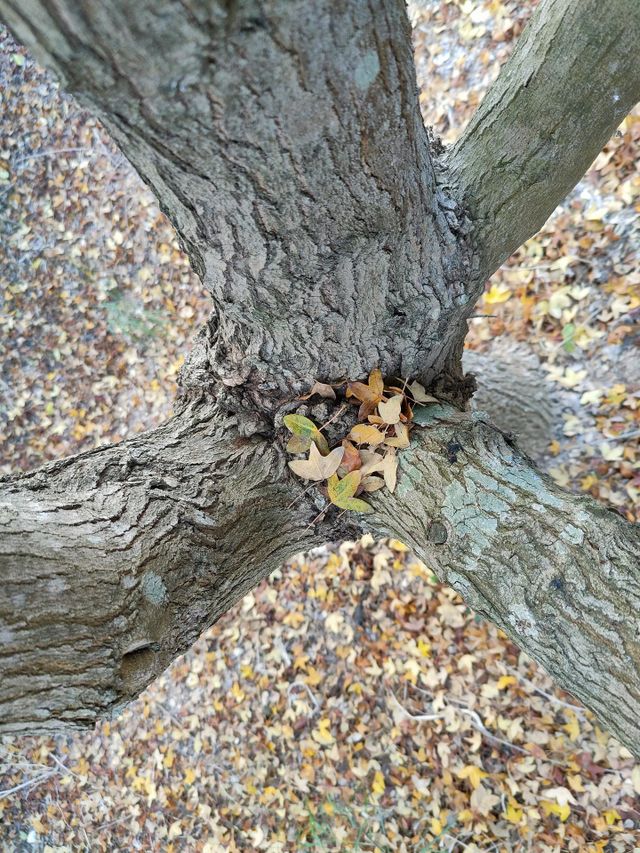 Photo of a deciduous tree taken in December. The capture was made on its trunk in a downward direction to offer a more original perspective, both in composition, details and colors.