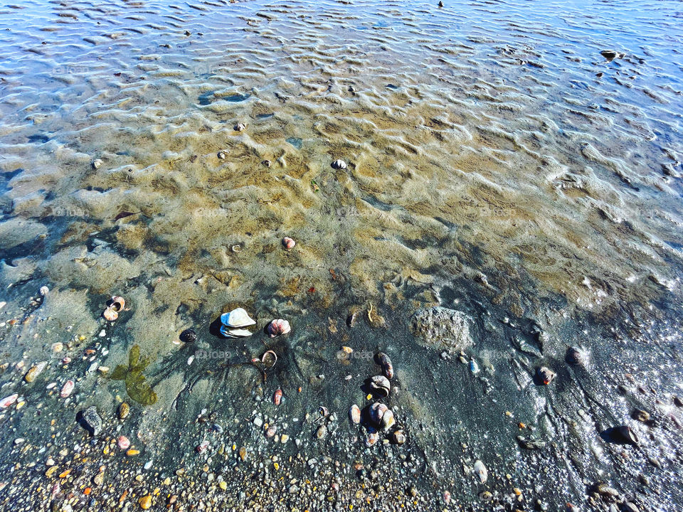 Seashells at the beach... 