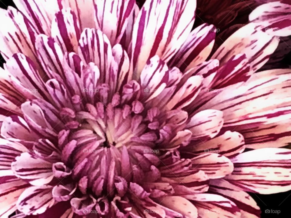 A closeup in a Chrysanthemums light purple... It is amazing the way its petals have strips purple in the white - wonderful effect! A stunning and delicate flower!