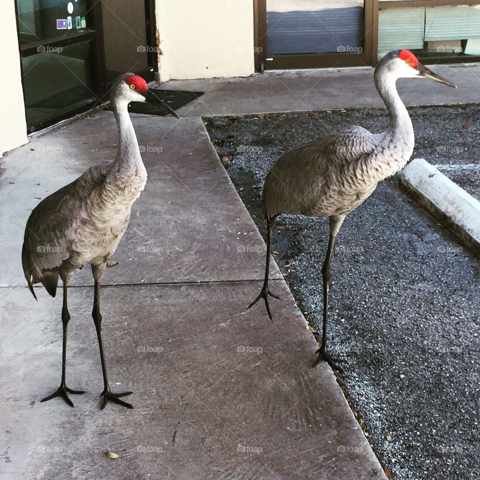 Hello There. A pair of Sandhill Cranes