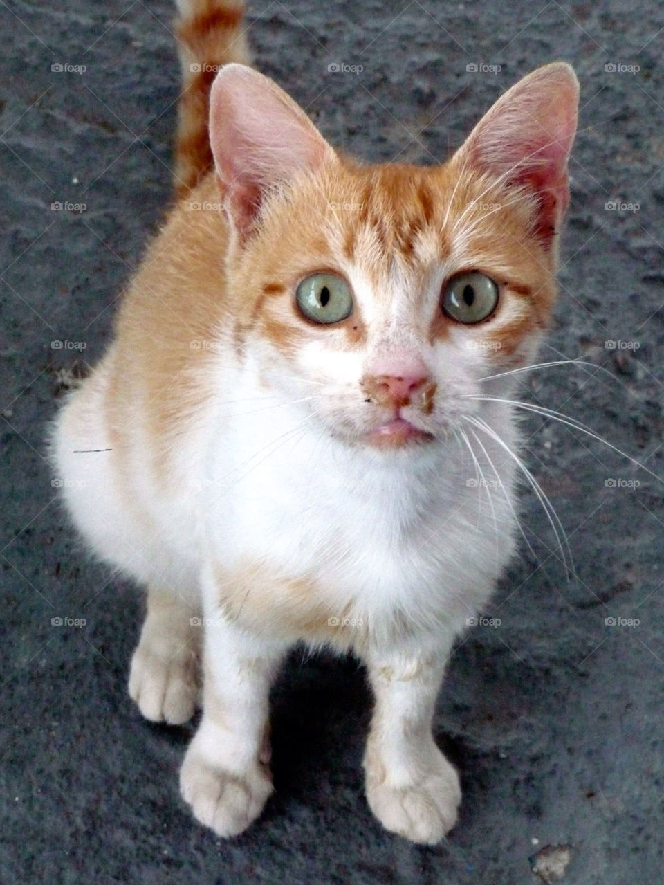 green red cat eyes by sanpip