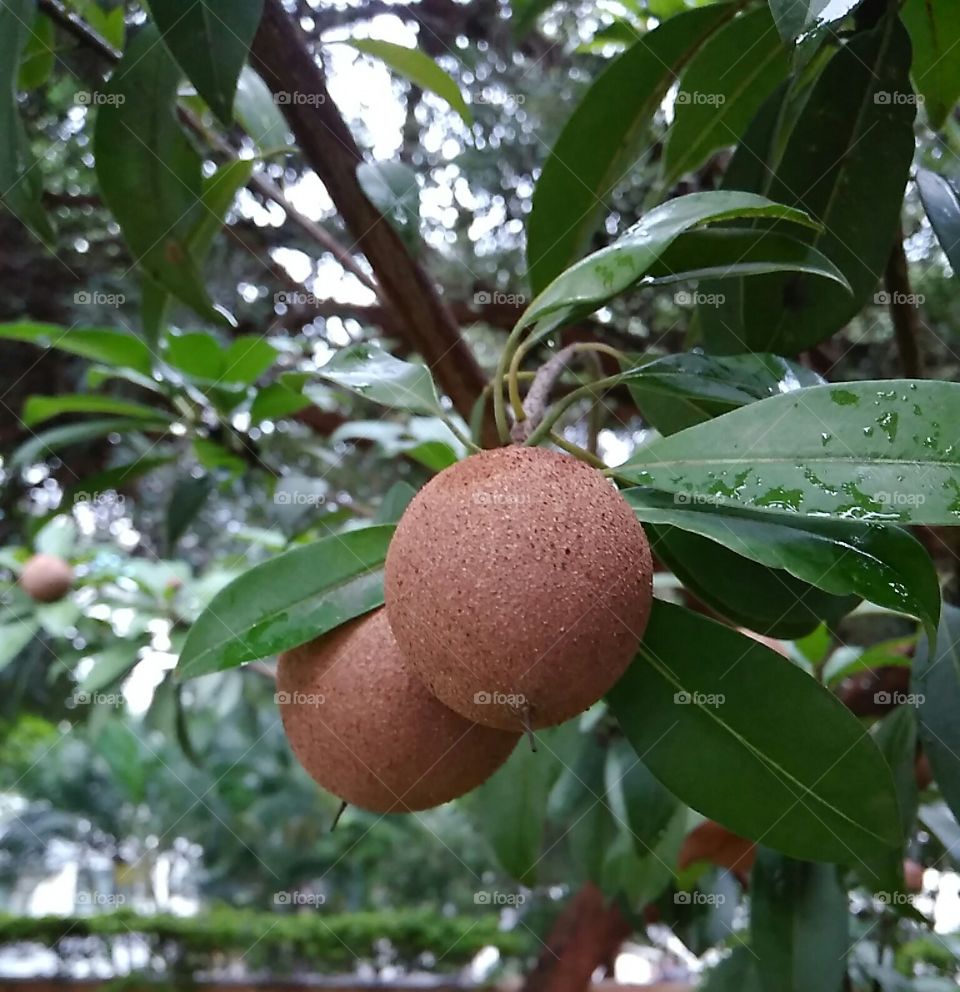 fruit