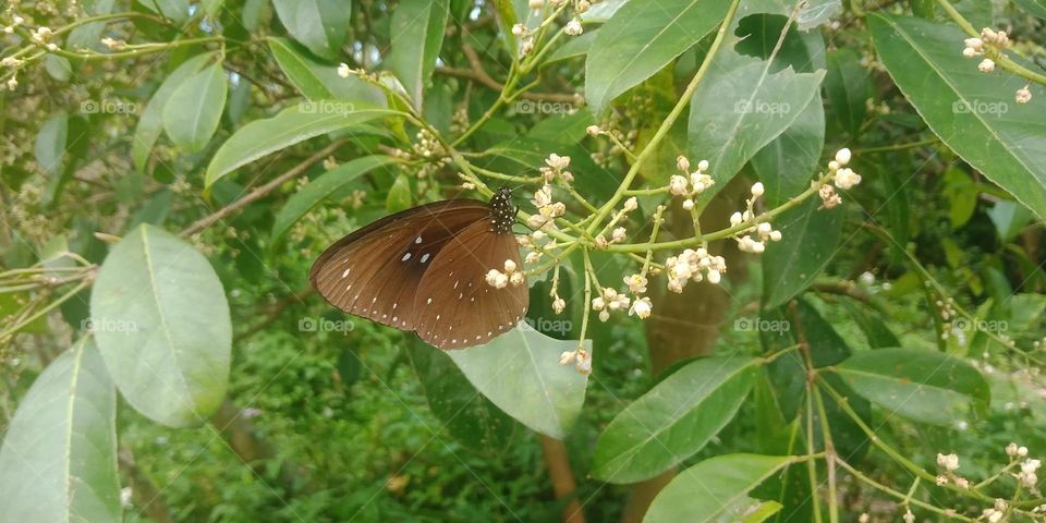 Beautiful and cute butterfly