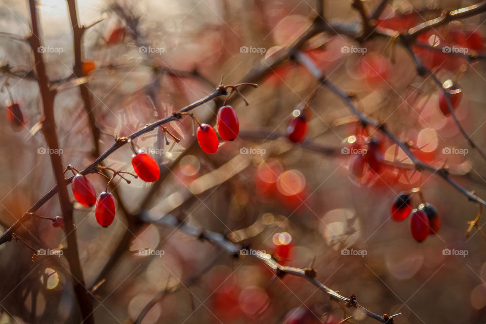 Barberries in winter: play of light and shadows