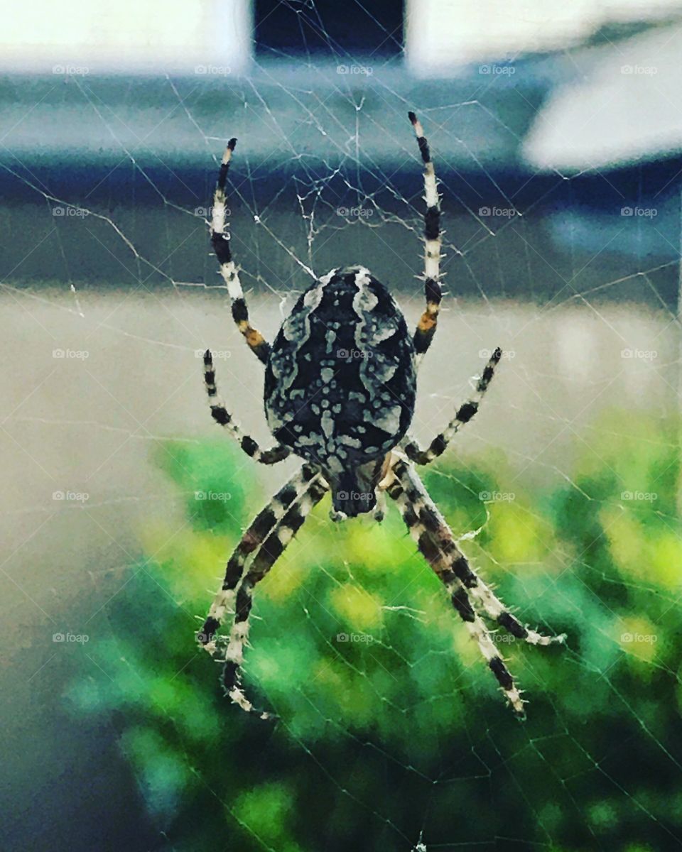 Spider