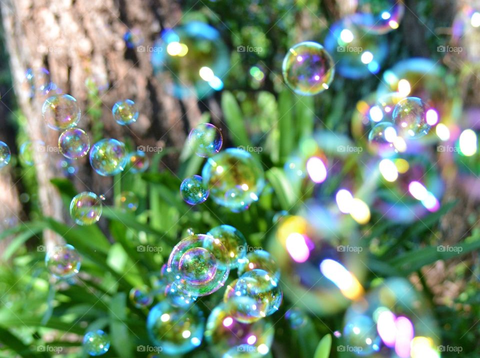 Close-up of bubbles over plant