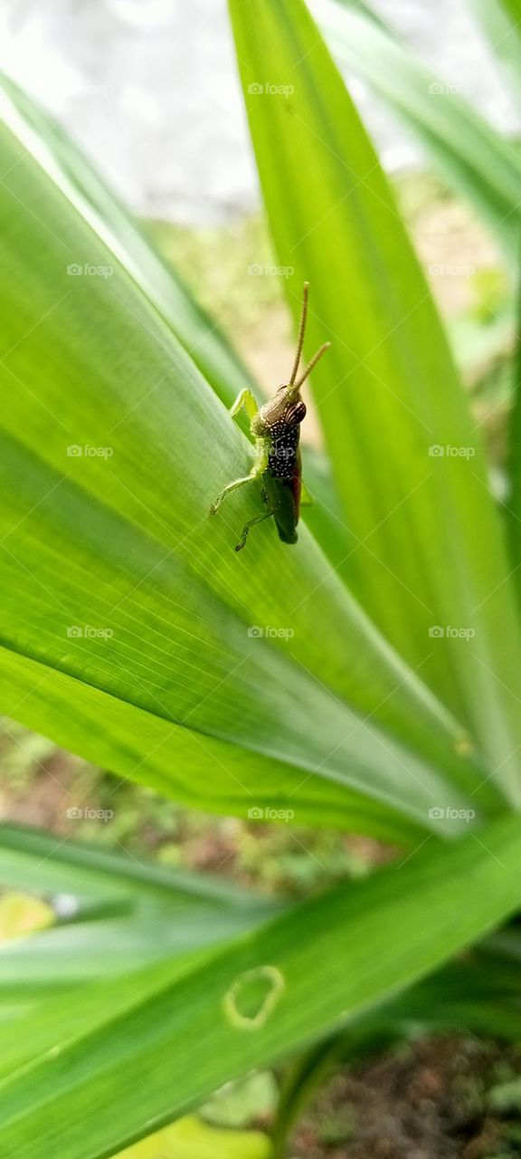 Manny the grasshopper