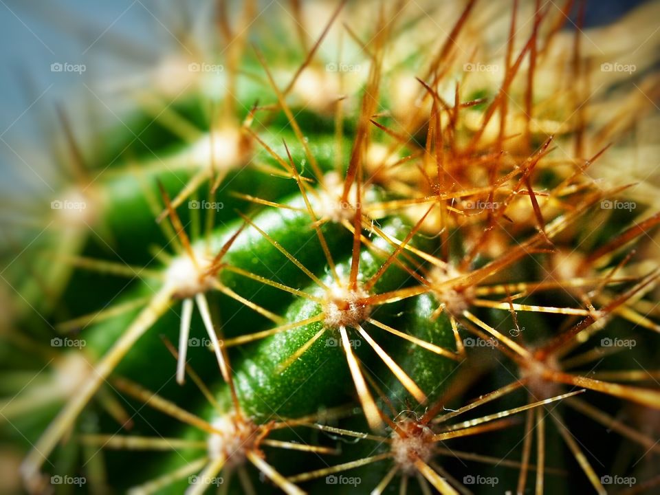 Cactus 