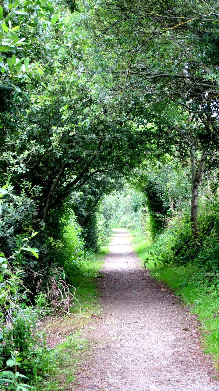 Green tunnel