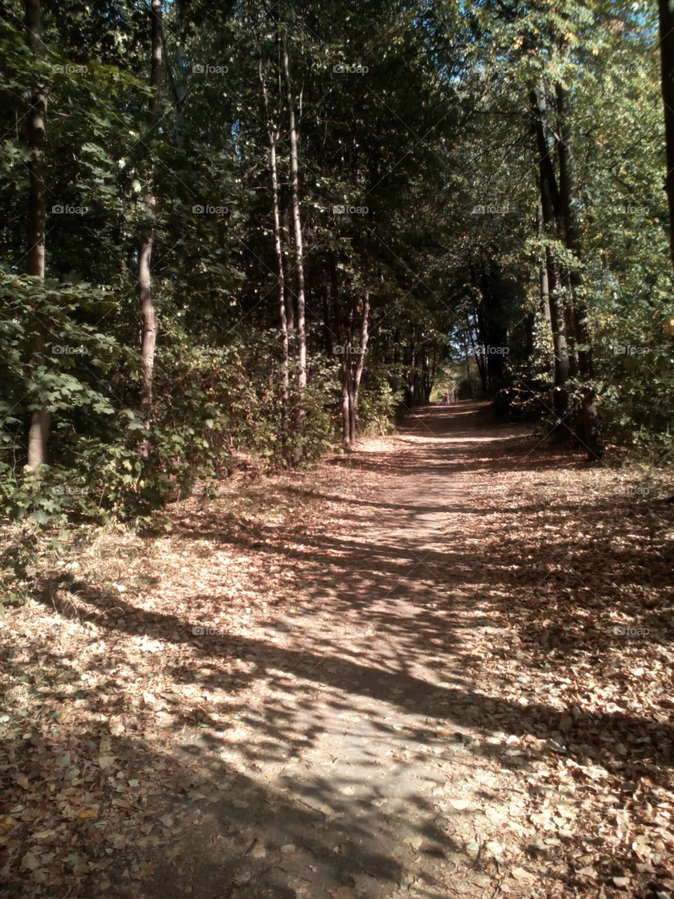 Wood, Nature, Tree, No Person, Landscape