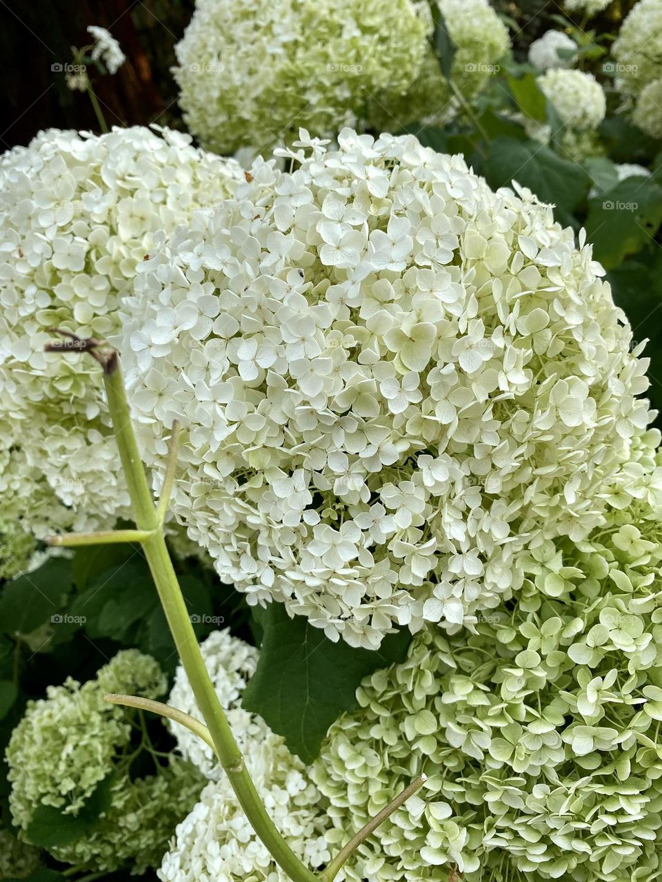 Flor, blanca, naturaleza 