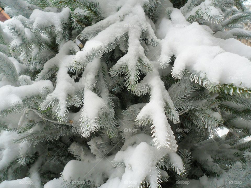 snow-covered tree