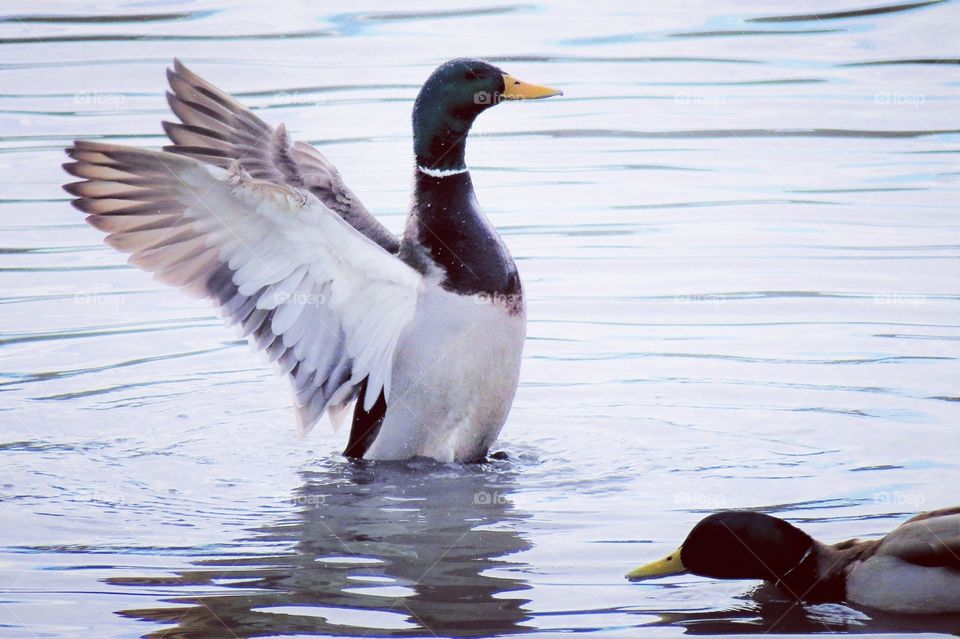 Mallard Duck Showing Off His Fabulous Wings 