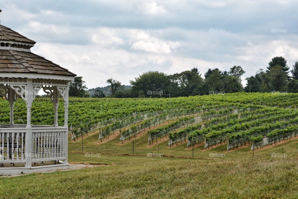 Growing grapes