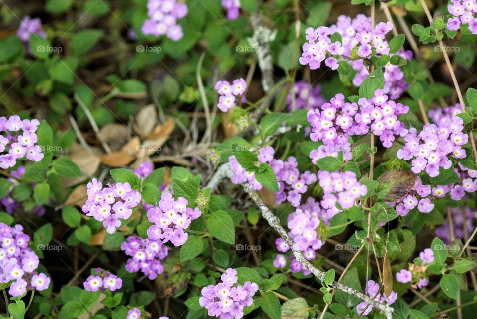 Little flowers here, there, and everywhere. It is so pretty when little purple flowers sprout out all over a garden. It creates a wonderful splash of color.