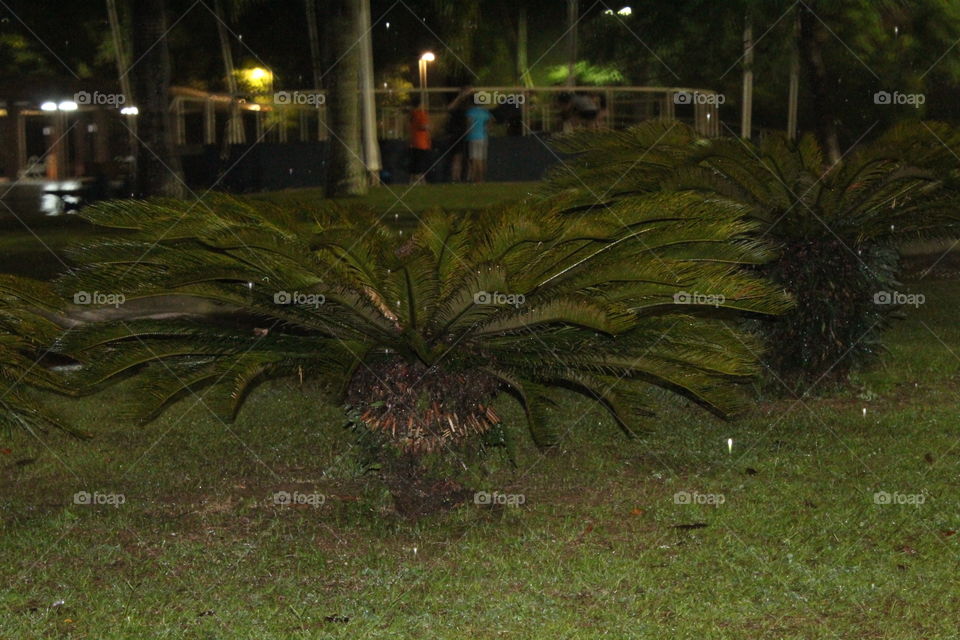 No Person, Tree, Garden, Landscape, Park