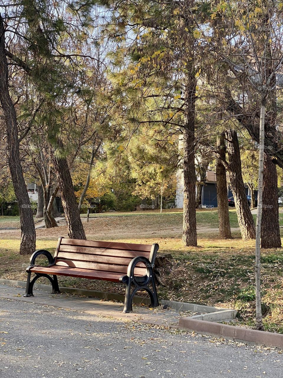 Bench in the park 