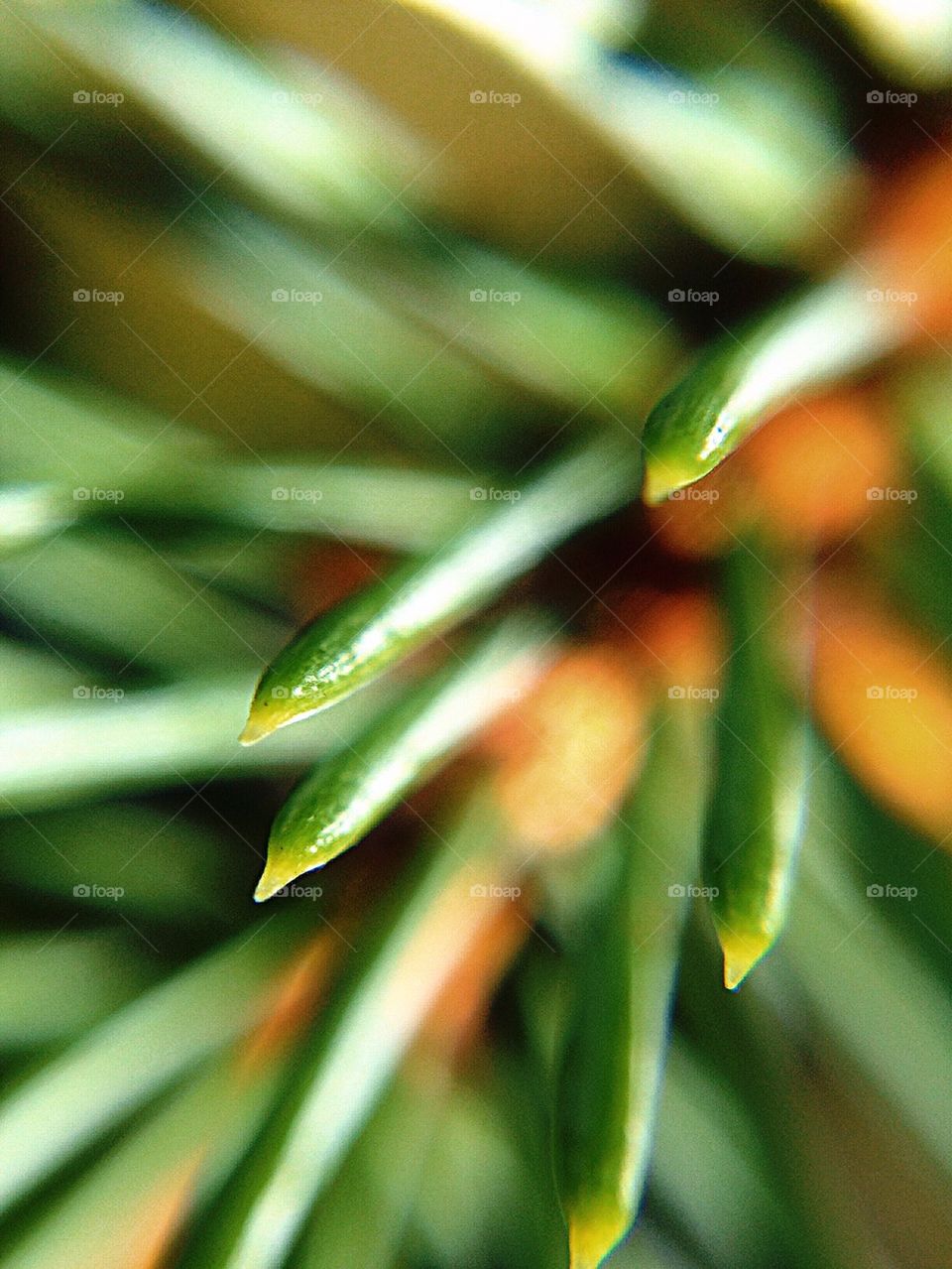 Pine needles 3