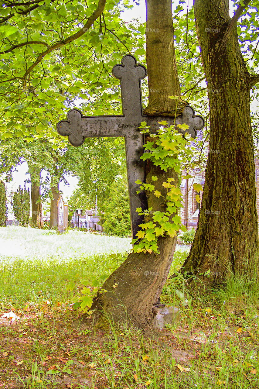 Ein Grabkreuz ist mit einem Baum verwachsen