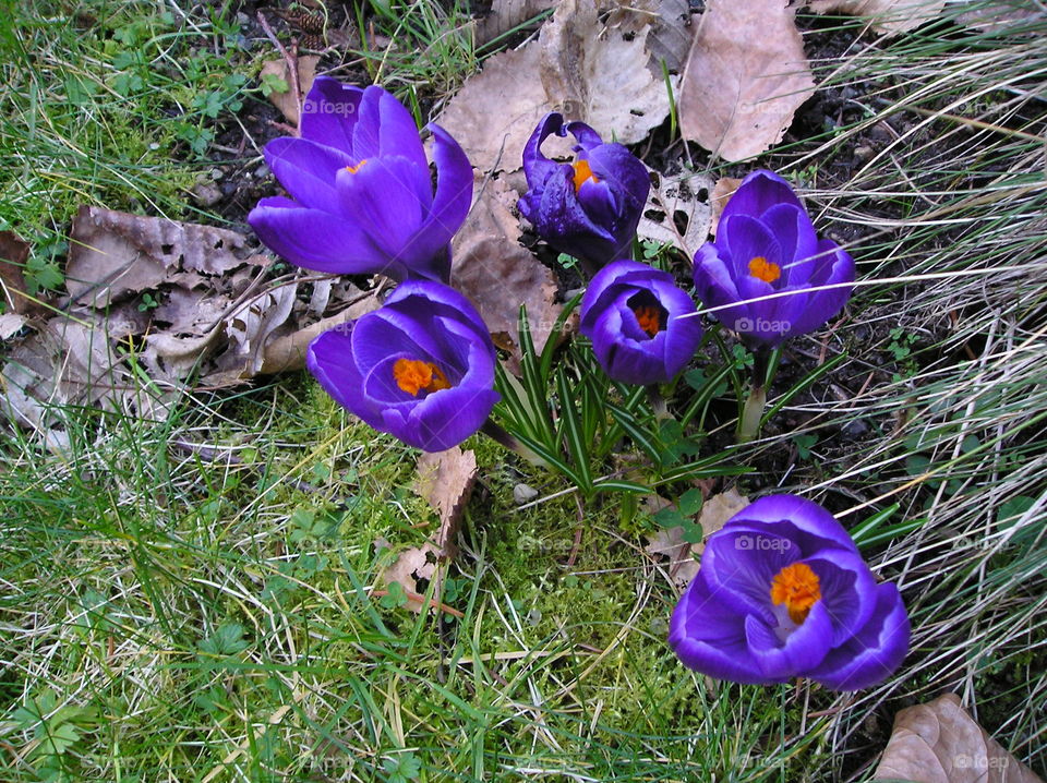 Bright purple spring crocuses emerging through the grass. 