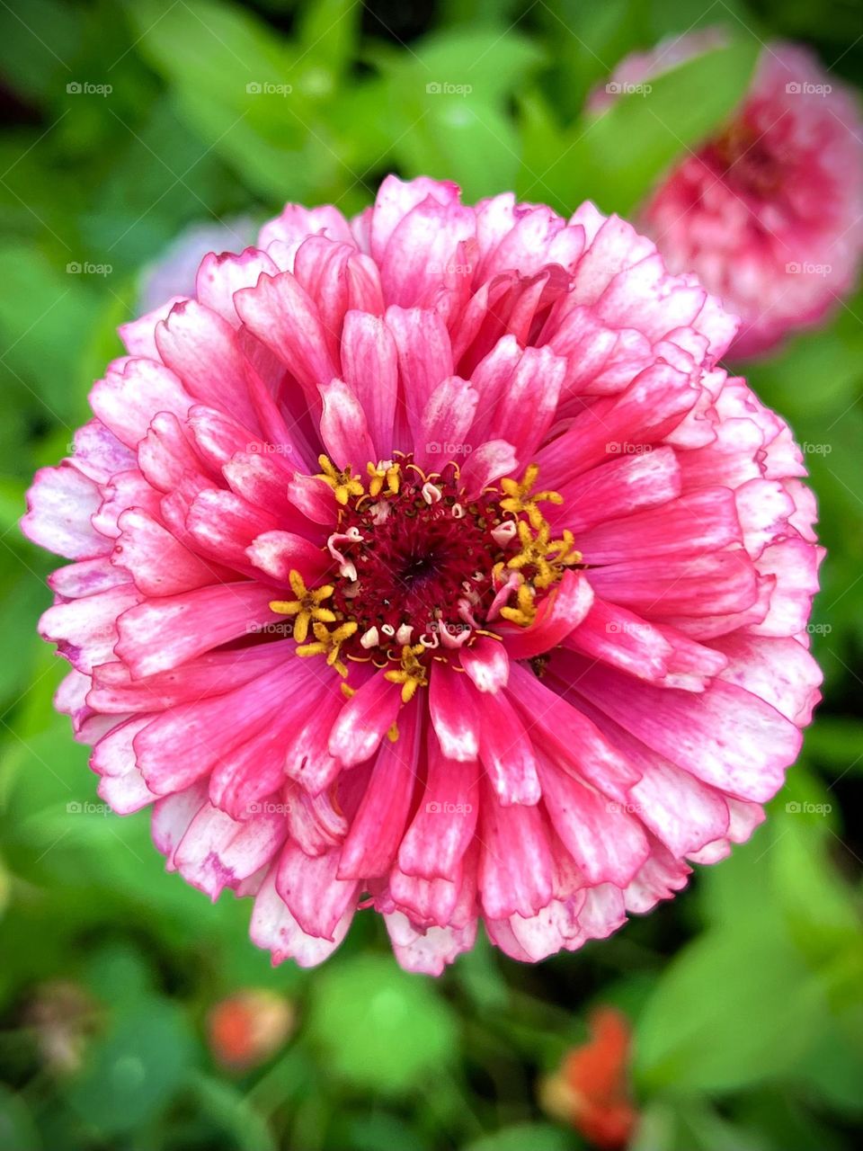 Close-up of a beautiful pink flower