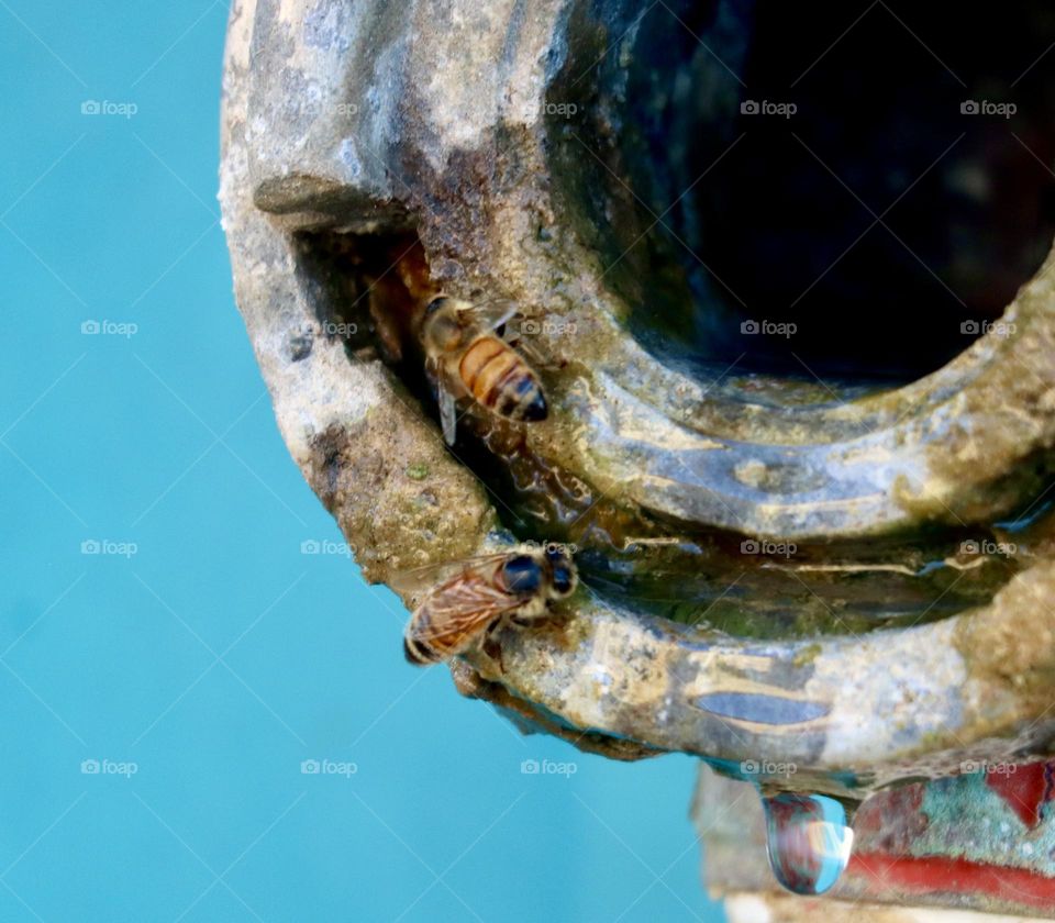 Bees drinking water from dripping hydrant 