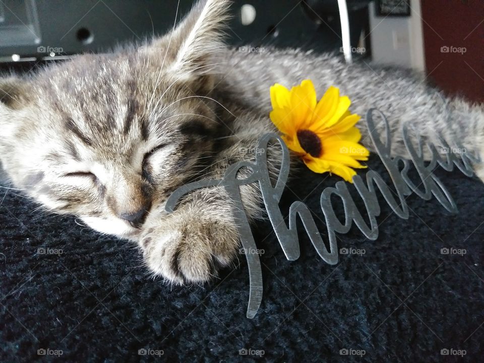 Thankful Kitten