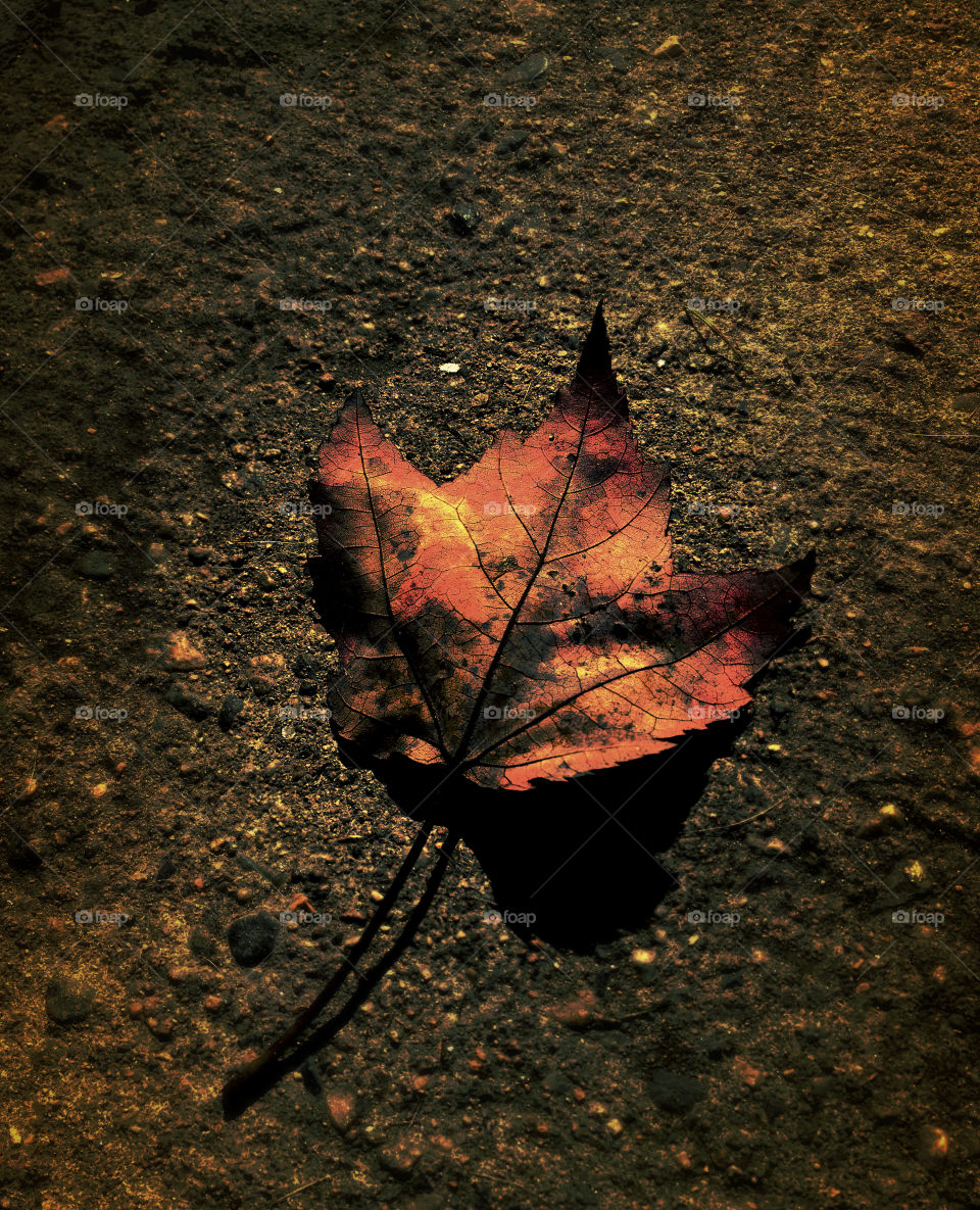 Fallen Leaf