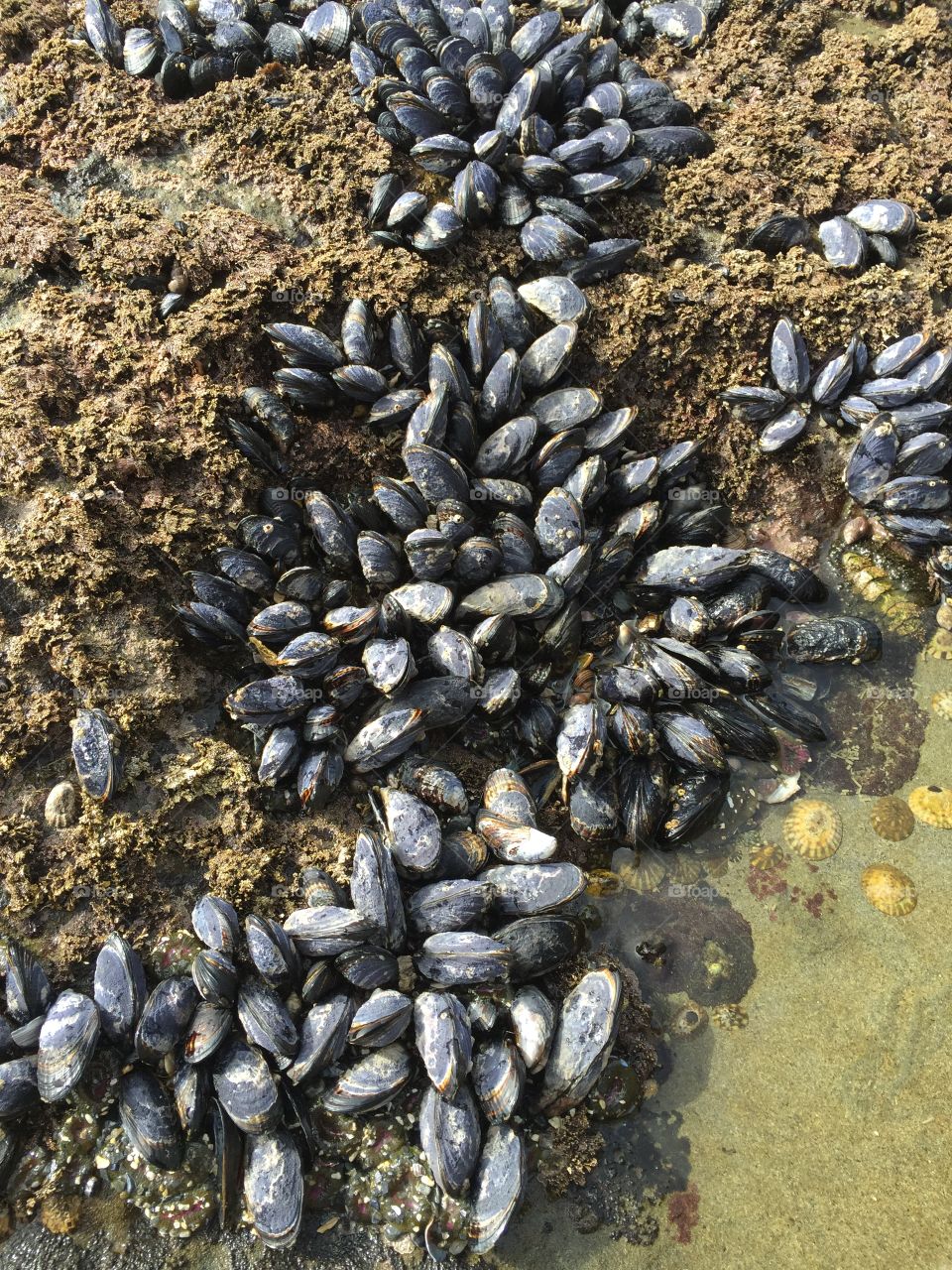 Mussels 